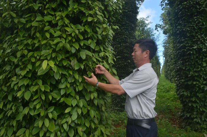 Diện tích nông nghiệp tỉnh Lâm Đồng có chứng nhận Viet GAP, Global GAP đạt 23.800 ha