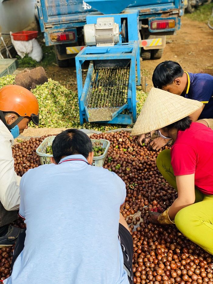 Tách vỏ mắc ca tươi trước khi đưa vào dây chuyền chế biến các dòng sản phẩm xuất khẩu