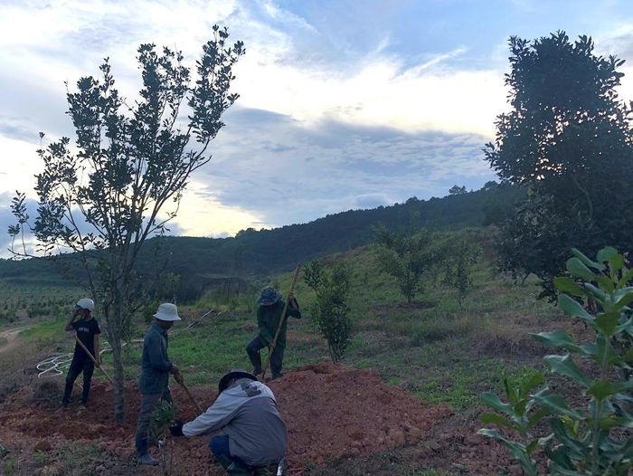 Trong 5 năm tới, toàn tỉnh trồng mới 2.665 ha mắc ca trên đất lâm nghiệp