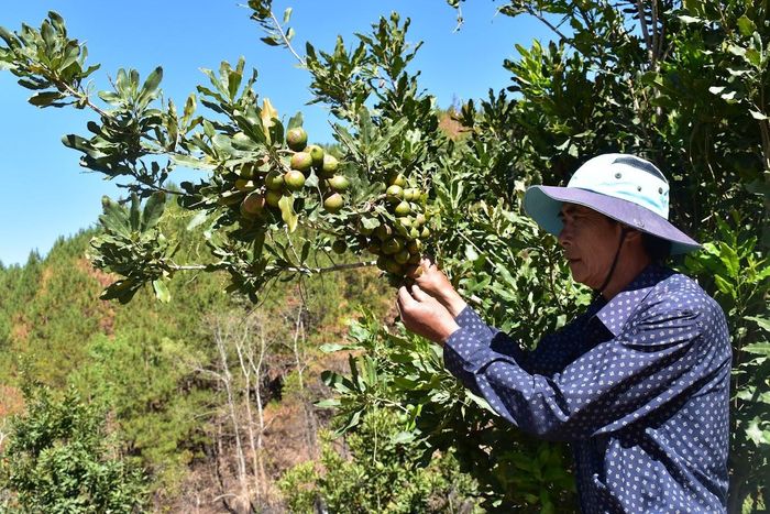 Phát triển mắc ca trong dự án Nông lâm kết hợp