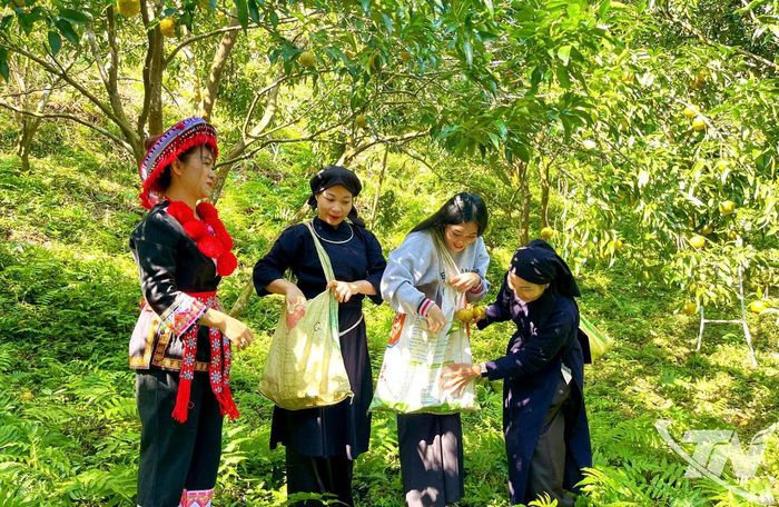 Du khách tham quan, trải nghiệm vườn quýt chín ở xã Bạch Thông.