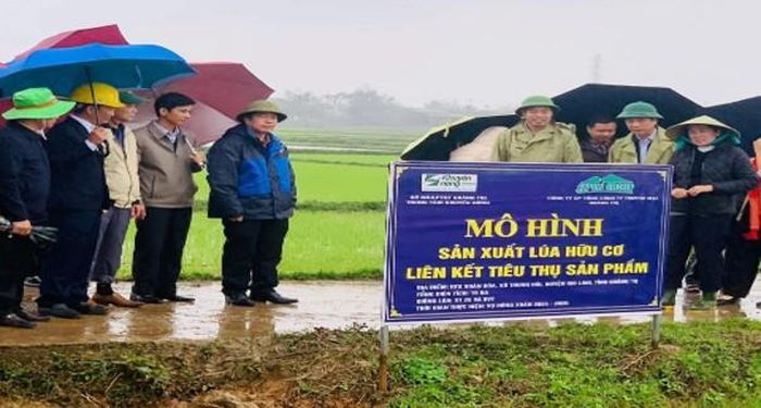 Mô hình liên kết sản xuất lúa hữu cơ tại xã HTX Xuân Hòa – Gio Linh (Ảnh: Trung tâm Khuyến nông tỉnh)