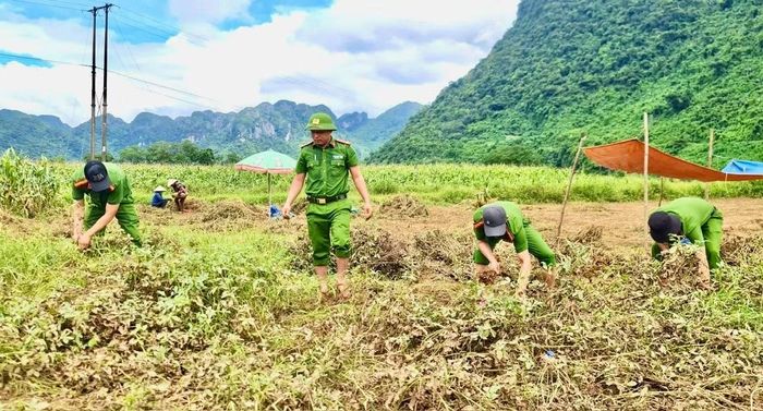 Công an xã Trường Sơn giúp người dân thu hoạch lạc.