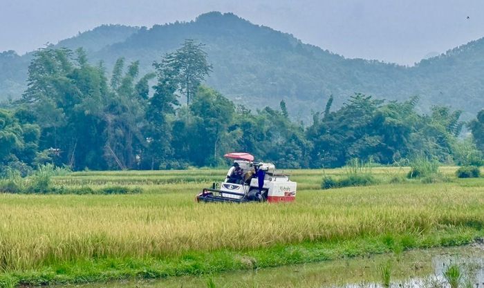 Người dân xã Hòa An sử dụng máy gặt đập liên hợp, đẩy nhanh tiến độ thu hoạch lúa vụ xuân.
