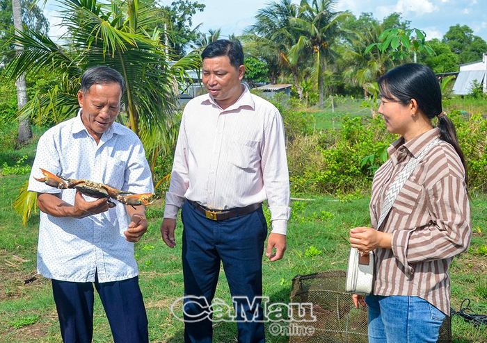 Thực hiện mô hình nuôi tôm, cua, cá kết hợp trong vuông, kinh tế gia đình CCB Trần Văn Gẫm, Ấp 6, xã U Minh nhiều năm nay trở nên khấm khá.