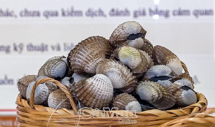  Sản phẩm sò huyết Cà Mau chính thức được công bố chỉ dẫn địa lý, mở ra cánh cửa bảo hộ thương hiệu và nâng cao giá trị tài nguyên bản địa.