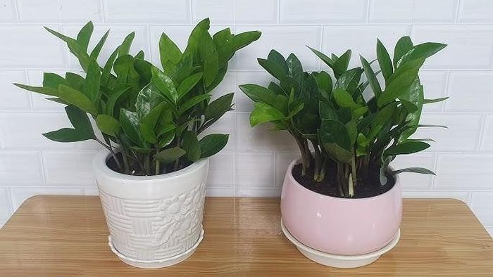 Một đặc điểm quan trọng của cây kim tiền là khả năng trữ nước trong thân và rễ. Ảnh minh họa.