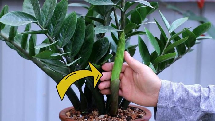 Cần được tỉa gọn để kích thích sinh trưởng. Ảnh minh họa.