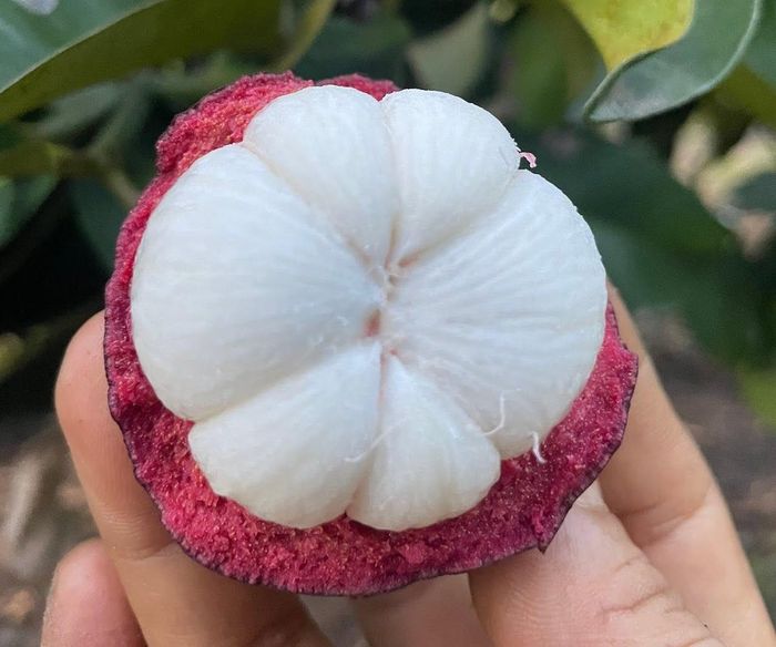 Vỏ măng cụt còn được ứng dụng trong chăm sóc da như hỗ trợ làm mờ nám, tàn nhang, giảm thâm, làm mặt nạ trị mụn hoặc phơi khô nấu nước uống. Ảnh: Trâm Minh/Vietnamnet