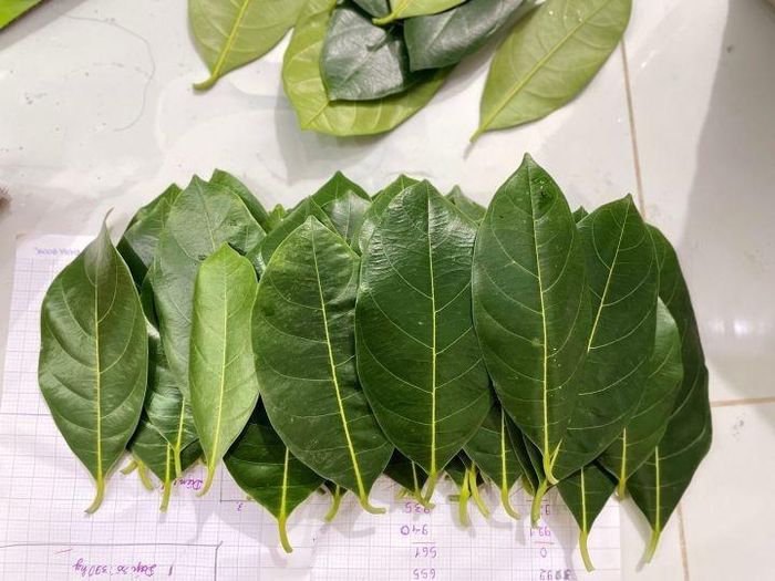 Trong dân gian, lá mít thường được dùng để hỗ trợ lợi tiểu, lợi sữa và tiêu hóa. Ảnh minh họa