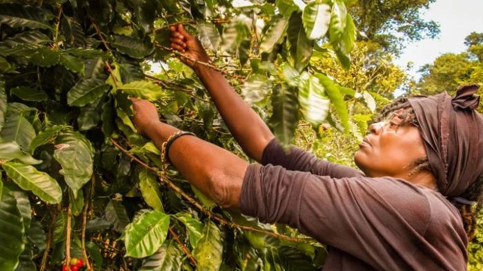 Khảo sát tại Cộng hòa Dominica cho thấy 87% nông hộ không sử dụng găng tay hoặc khẩu trang khi phun thuốc bảo vệ thực vật
