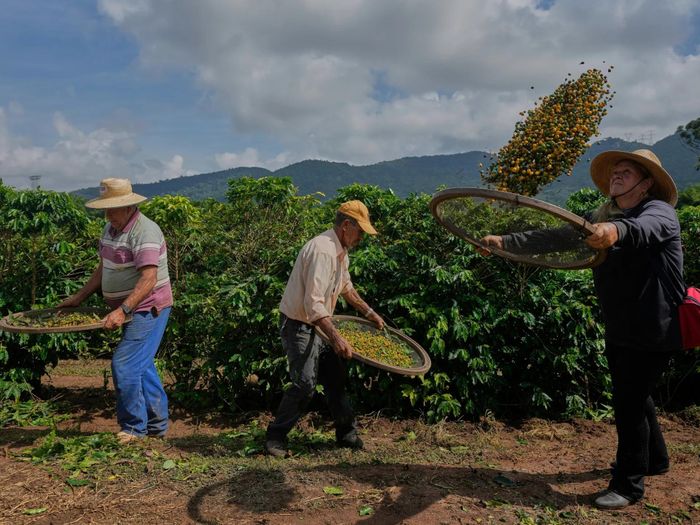 Mưa ảnh hưởng đến tiến độ thu hoạch cà phê ở Brazil. (Ảnh: Al Jazeera)