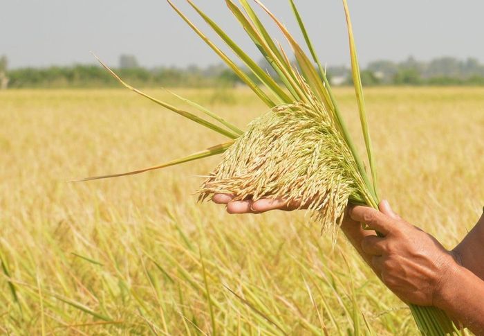 Giá lúa gạo trong nước hôm nay ổn định. (Ảnh minh họa: Báo Lâm Đồng điện tử)