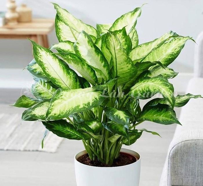 Người tuổi Nhâm Thìn không nên chọn mua cây cảnh có màu sắc nâu, vàng hoặc nhiều màu xanh lá cây quá để không ảnh hưởng đến tài vận của gia chủ.