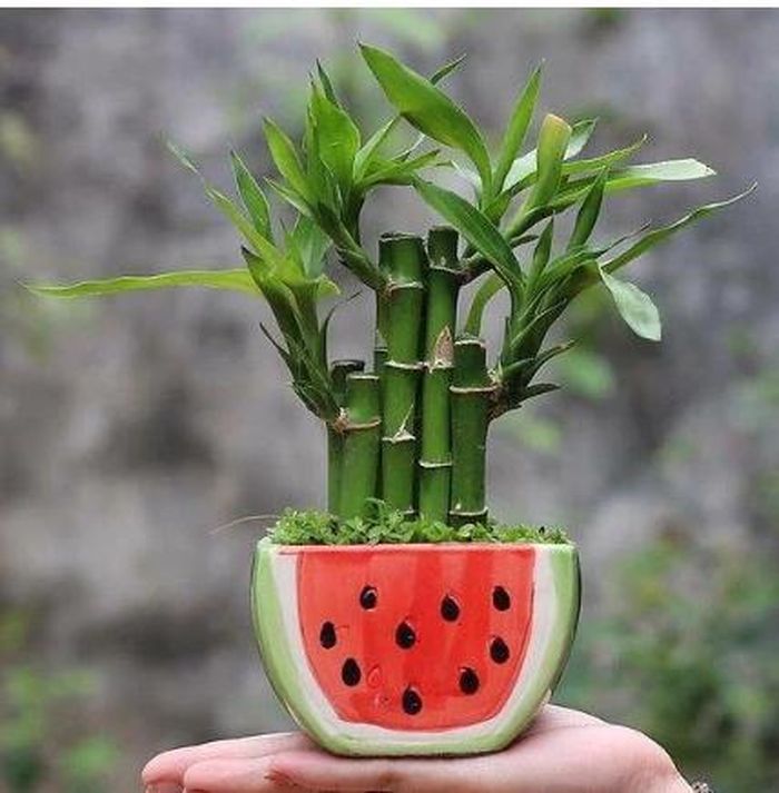 Đây là loại cây dễ chăm sóc, phát triển tốt, là lựa chọn hoàn hảo cho không gian sống và làm việc.