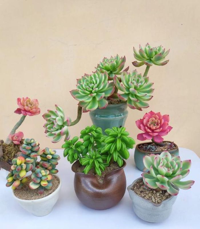 Tuổi Bính Thìn nên đặt những loại cây sau trong phòng làm việc: Cây vạn lộc, cây anh thảo, cây sống đời, cây xương rồng, cây sen đá, cây hoa cúc, cây hoa hồng…