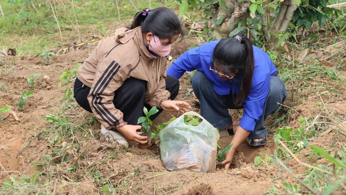  Ngày 26-6, địa phương vừa phát động chiến dịch hỗ trợ đồng bào Xơ Đăng trồng hơn 1 triệu cây cà phê. 