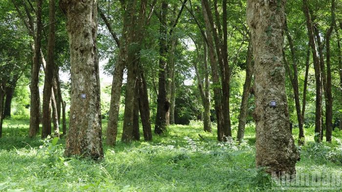 Việc gìn giữ di tích của những cây cao-su đầu tiên ở nước ta đang được Tổng Công ty Cao-su Đồng Nai và địa phương thực hiện.