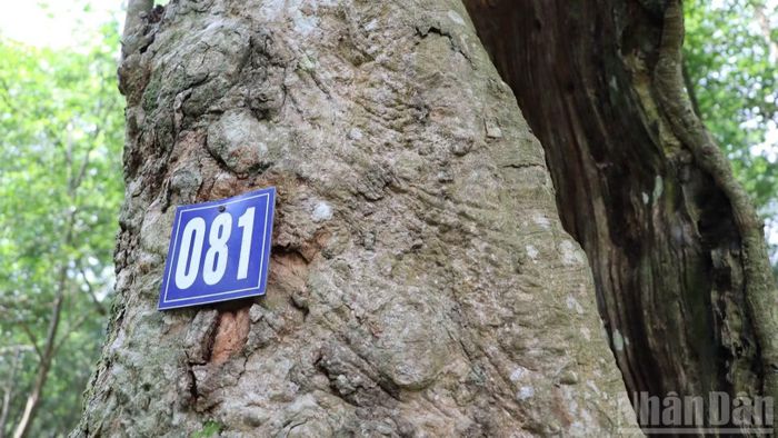 Cây cao-su 120 năm tuổi ở vườn được đánh số thứ tự để quản lý, theo dõi.