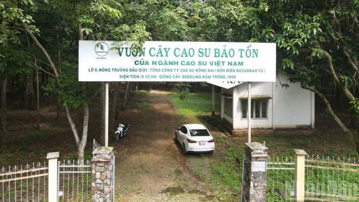 Vườn cao-su bảo tồn được Tổng Công ty Cao-su Đồng Nai bảo tồn tốt trong những năm qua.