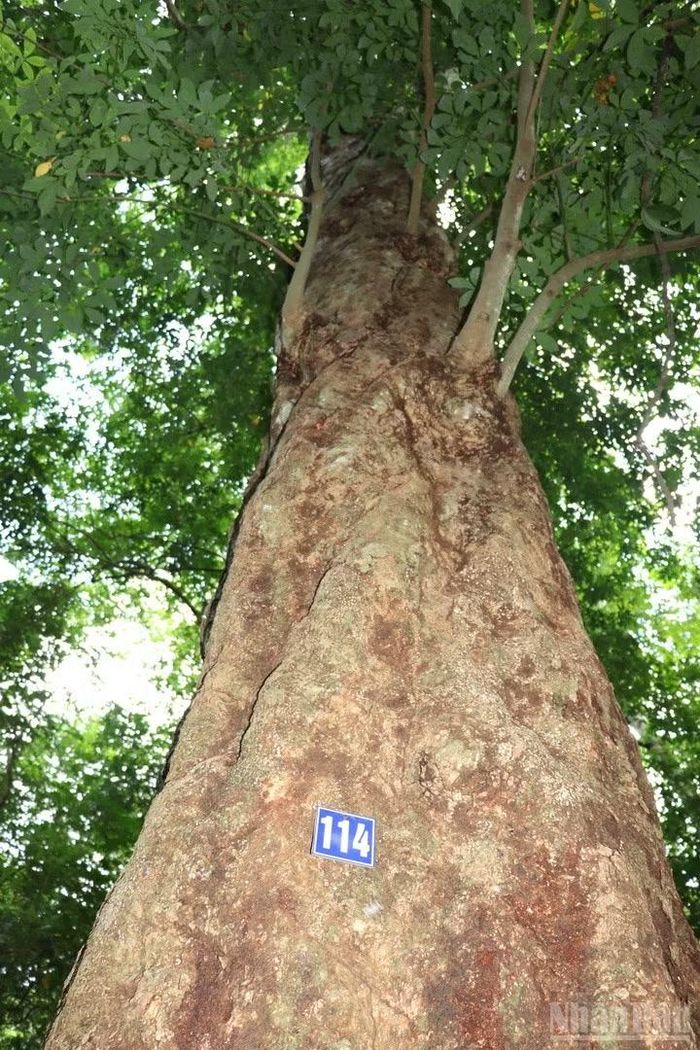 Những cây cao-su 120 năm tuổi đang được bảo tồn tốt.