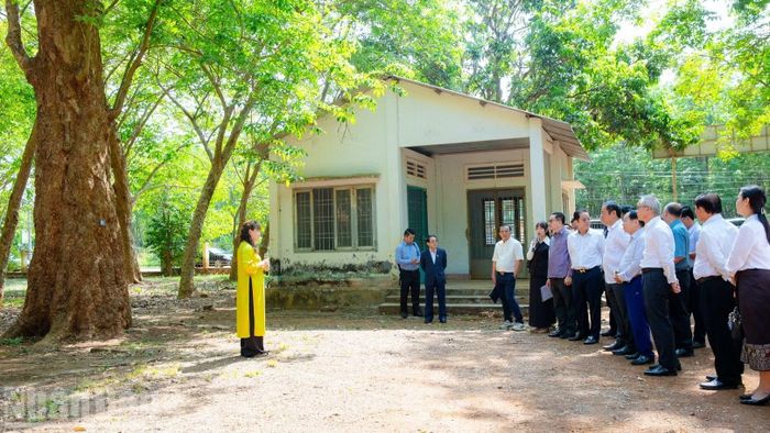 Vườn cây cao-su bảo tồn thu hút đông du khách đến tham quan, tìm hiểu.