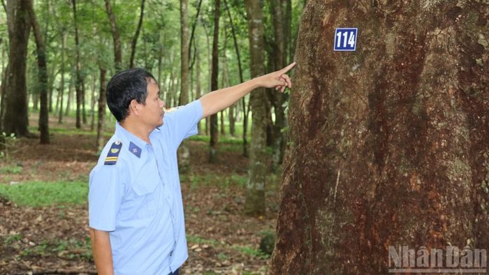 Anh Bùi Xuân Phú, nhân viên bảo vệ vườn cao-su bảo tồn cho biết, tất cả các cây đều được đánh số. Việc này để theo dõi, quản lý, biết được tình trạng của các cây. Với những cây bị mối mọt nhân viên kỹ thuật sẽ xử lý.