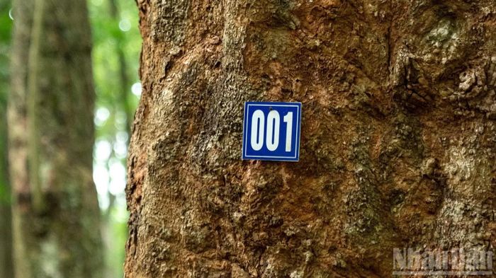 Các cây cao-su ở vườn được đánh số thứ tự để quản lý, theo dõi.