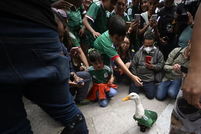  Người dân vây quanh chú vịt Merlin tại thành phố Mexico ngày 18-6. Ảnh: Getty Images