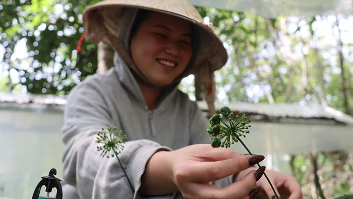  Sâm ra quả còn xanh. Ảnh: HỮU PHÚC 