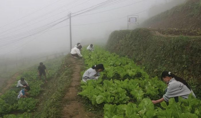 Học sinh Trường PTDTNT THPT Ka Lăng chăm sóc vườn rau.