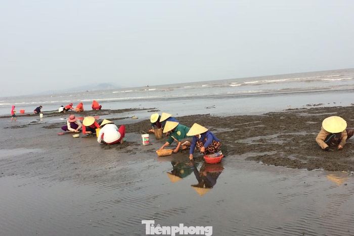Giữa nhịp sống hiện đại, nghề cào ngao tuy vất vả, thu nhập không ổn định nhưng vẫn được nhiều người duy trì. Đó không chỉ là cách mưu sinh mà còn là nét văn hóa lao động gắn bó với biển qua nhiều thế hệ.