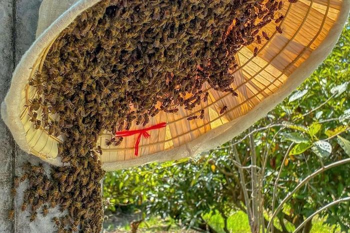 Không đồ bảo hộ cầu kỳ, chỉ với chiếc nón lá và kinh nghiệm tích lũy qua nhiều lần thử sức, anh Vũ bắt đầu công việc mà không phải ai cũng dám làm.