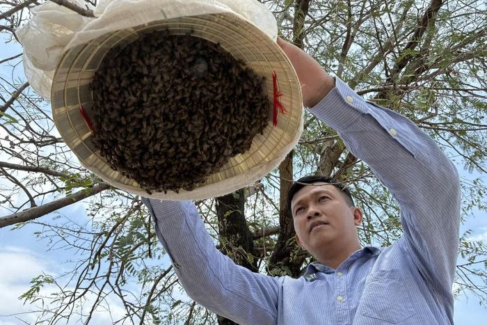 Khi đàn ong bắt đầu rời tổ trong cột điện, chúng nhanh chóng tụ lại thành cụm, bám chặt vào chiếc nón lá có ong chúa.