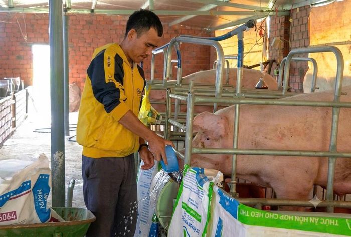 Gia đình anh A Hal mạnh dạn đầu tư xây dựng chuồng trại, phát triển mô hình nuôi heo sinh sản và heo thịt cho thu nhập khá.
