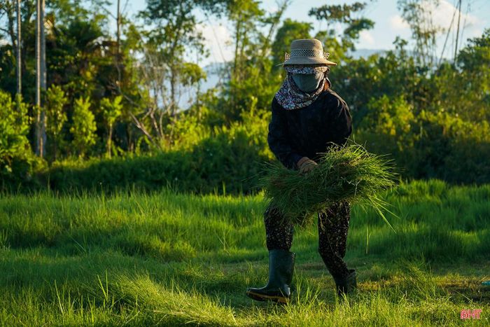 Nhiều gia đình chủ động trồng cỏ để có đủ nguồn thức ăn cho đàn gia súc trong thời gian nuôi nhốt.