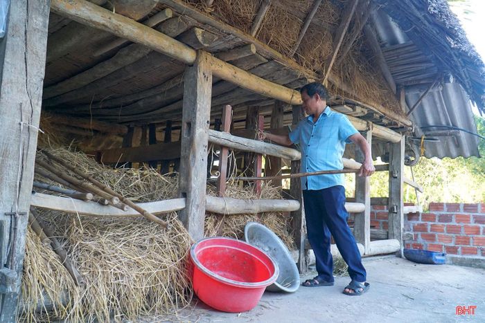 Với tổng đàn 3.765 con trâu, bò, các hộ chăn nuôi ở xã Hương Bình cũng đã chủ động triển khai nhiều giải pháp chống nóng để đảm bảo sức khỏe cho gia súc.