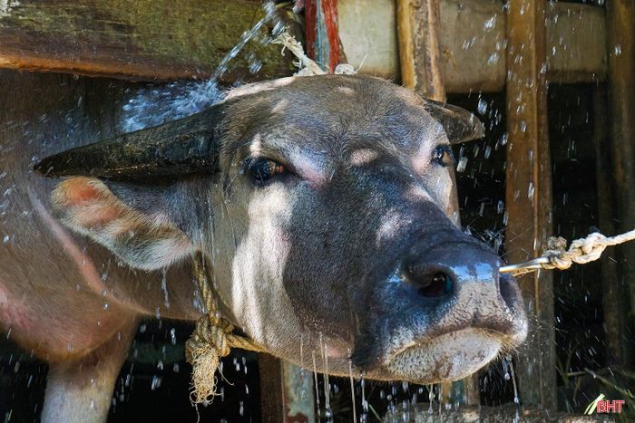  Ông Đoàn Mạnh Thụy - Trưởng thôn Hợp Đức (xã Vũ Quang) cho biết: “Toàn thôn hiện có khoảng 80 hộ chăn nuôi trâu, bò với tổng đàn hơn 90 con. Trước tình hình nắng nóng kéo dài, người dân đặc biệt quan tâm đến việc phòng, chống nóng cho vật nuôi. Ngoài chủ động cắt cỏ, dự trữ thức ăn, các hộ còn thường xuyên tắm mát, tưới nước, bổ sung đầy đủ nước uống và bố trí chăn thả vật nuôi vào những thời điểm mát mẻ". 
