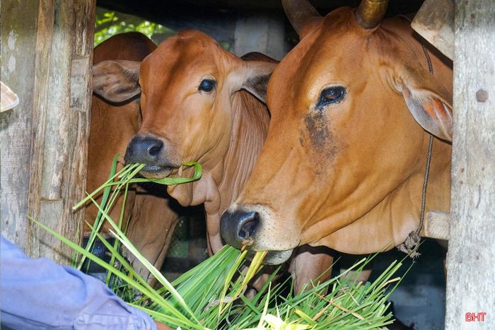 Ông Đoàn Văn Tài (thôn Hợp Đức, xã Vũ Quang) cho đàn gia súc ăn tại chuồng trong những ngày nắng nóng.
