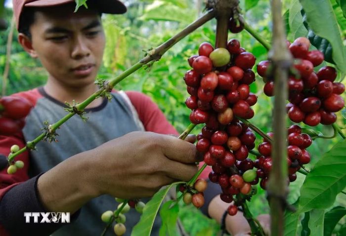 Nông dân thu hoạch hạt càphê. (Ảnh: AFP/TTXVN)