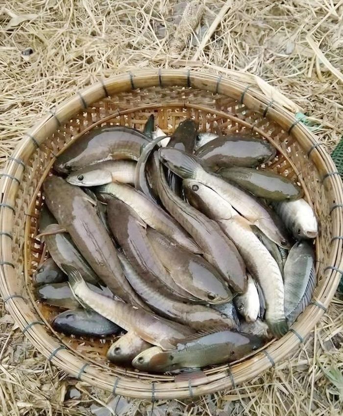 Cá cửng được xem là "lộc trời", đặc sản quý hiếm ở Ninh Bình.