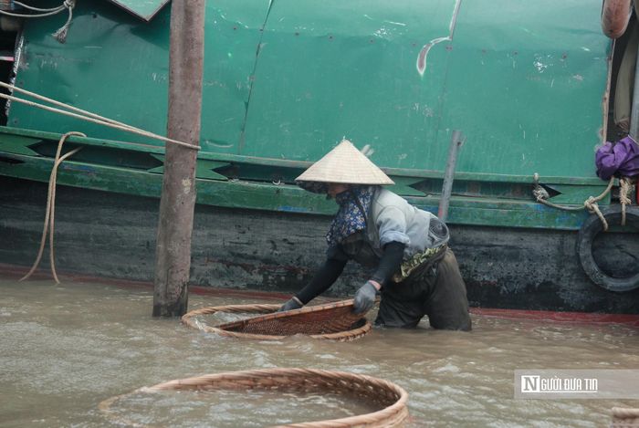 “Trước đây cào bằng tay, người dân cầm rổ lội xuống sông, ngâm mình cả ngày để cào hến nên thu nhập cũng chỉ đủ ăn, vì làm thủ công. Bây giờ cào bằng máy thì thu nhập lớn hơn. Khi hến đưa về, chúng tôi phải rửa thủ công qua nhiều lần để hến sạch sẽ, tươi ngon”, bà Nguyệt cho hay.