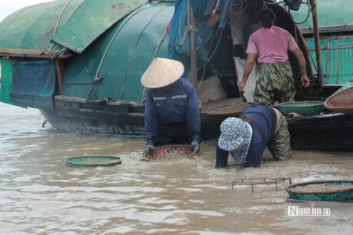 Người dân dùng chiếc rổ thưa để sàng sảy một lần nữa, loại bỏ sỏi đá lớn, rác bẩn và những con hến quá nhỏ trước khi đưa về. Công đoạn này đòi hỏi sự tỉ mỉ để sàng lọc, loại bỏ cát, bùn và tạp chất.