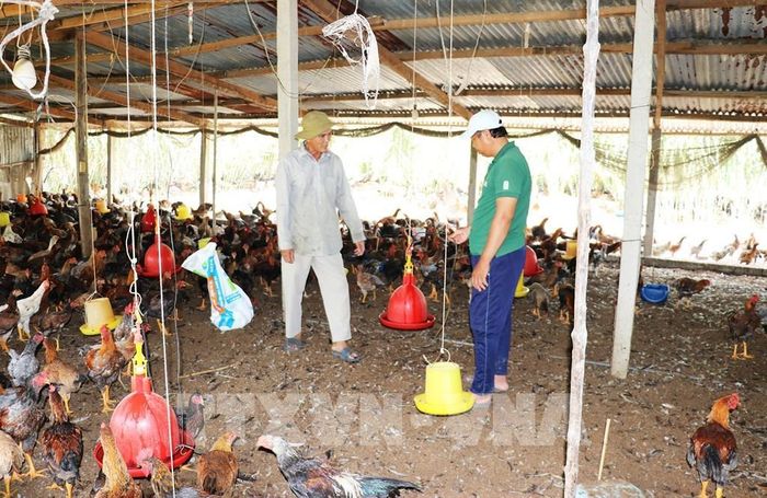 Giá gà rẻ nên người nuôi đang ngại tái đàn vì sợ lỗ. Ảnh: Hữu Chí - TTXVN
