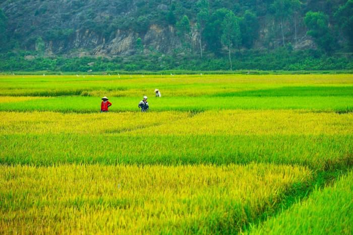 Cánh đồng lúa trải dài. Ảnh: báo Nghệ An.