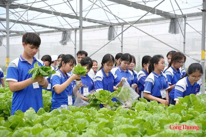 Các em học sinh trải nghiệm trồng rau công nghệ cao.