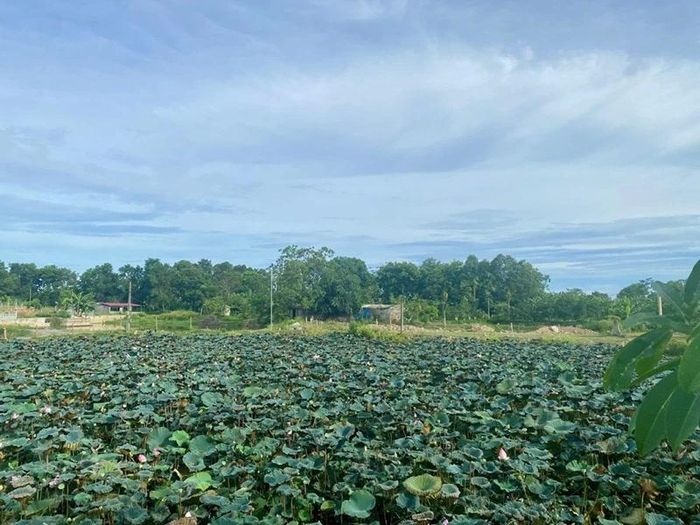 Vườn Quýt - nơi thực dân pháp bêu đầu cụ Lê Đình Phơn để thị uy năm xưa, nay đã trở thành địa danh được người dân nhắc nhớ khi kể lại chuyện Quản Phơn đánh giặc.