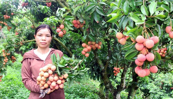  Gia đình chị Ngô Thị Huế, thôn Hả, xã Tân Sơn dự kiến thu khoảng 10 tấn vải. 