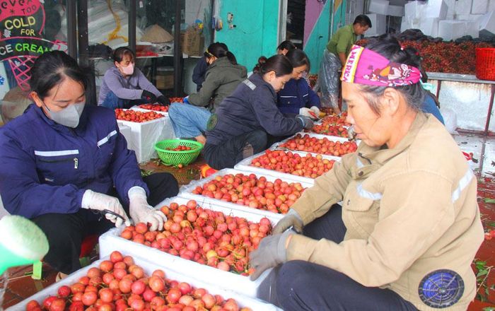  Quả vải xuất khẩu được đóng vào thùng xốp. 