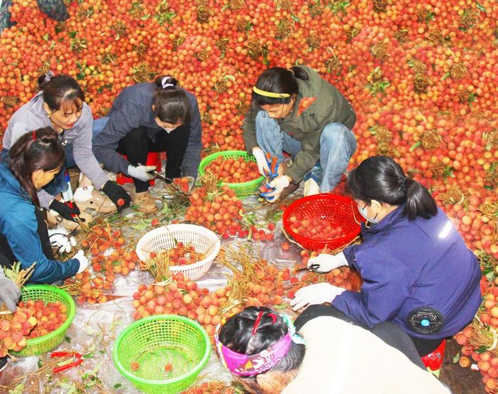  Vải thiều được cắt sạch cuống. 